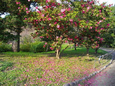 山田池公園