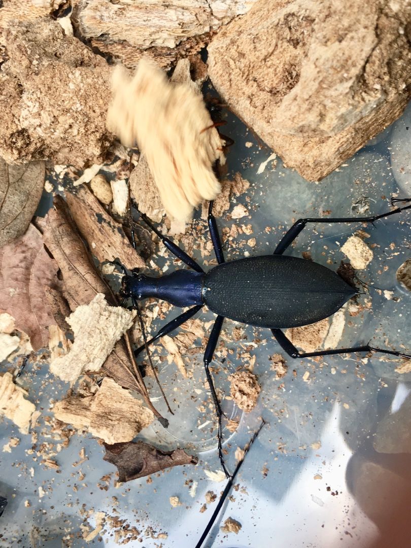 マイマイカブリを求めて4 昆虫記 楽天ブログ