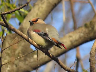 ミソサザイの羽色 | 花鳥いろいろ(四季の野鳥たちとの出会い)のブログ