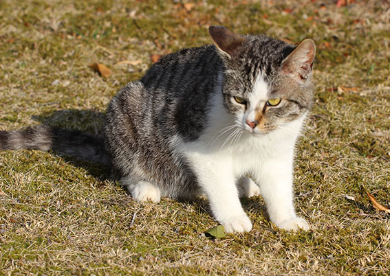 我が家のニャンコ♪2015/3/13-2