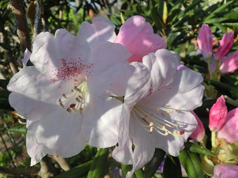 西洋シャクナゲ