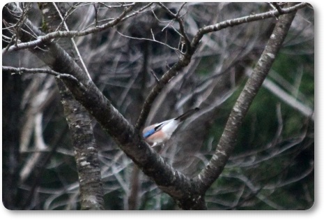 樹木公園-46 カケス 14.3.29