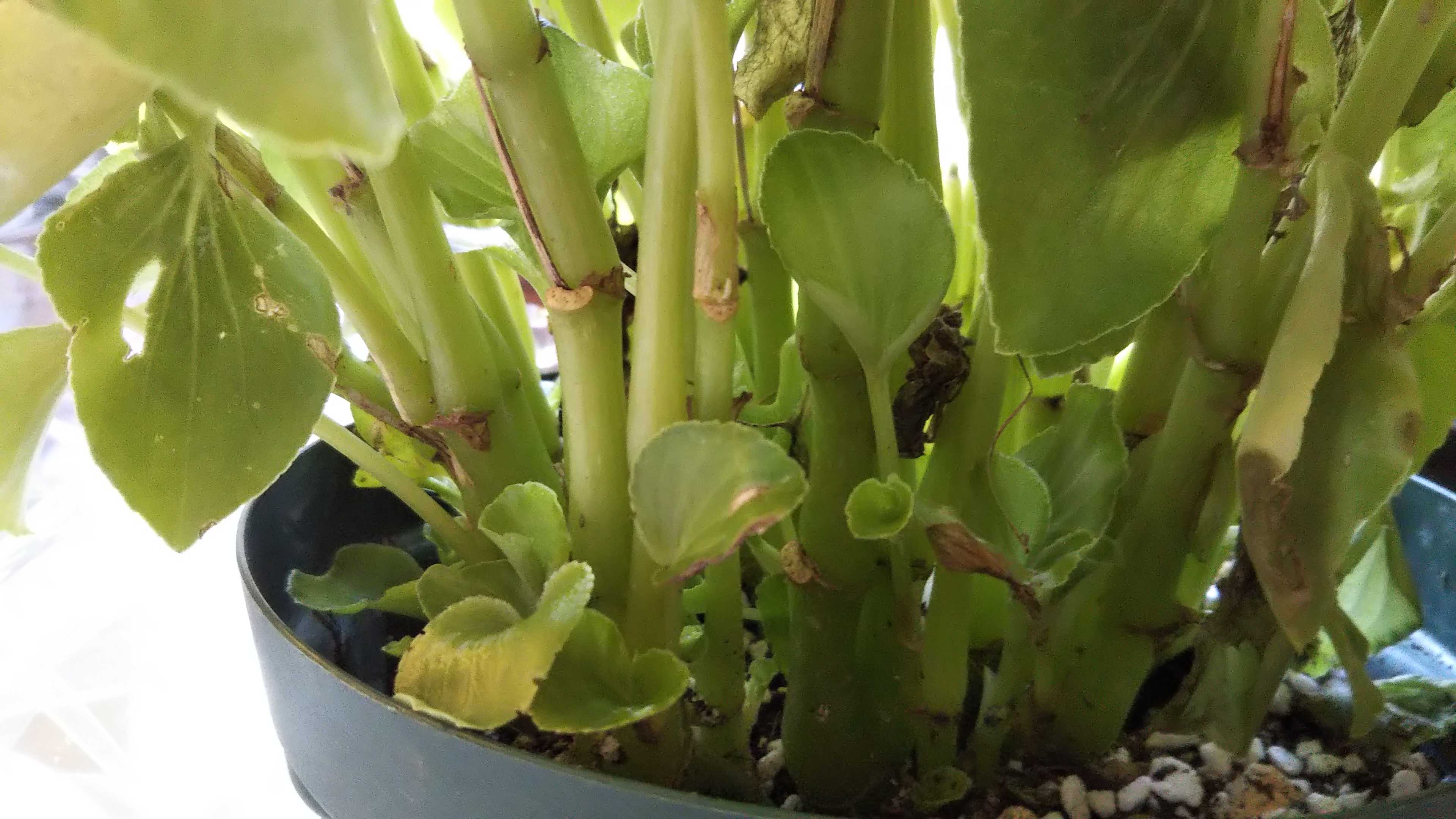 ビニールで冬越しのベゴニア腐る 不織布シートに変えました シェードガーデンと猫 楽天ブログ