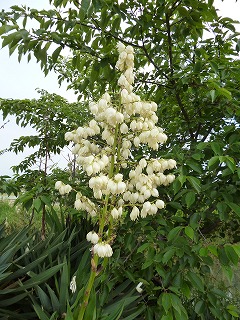 P1060332ss.jpg