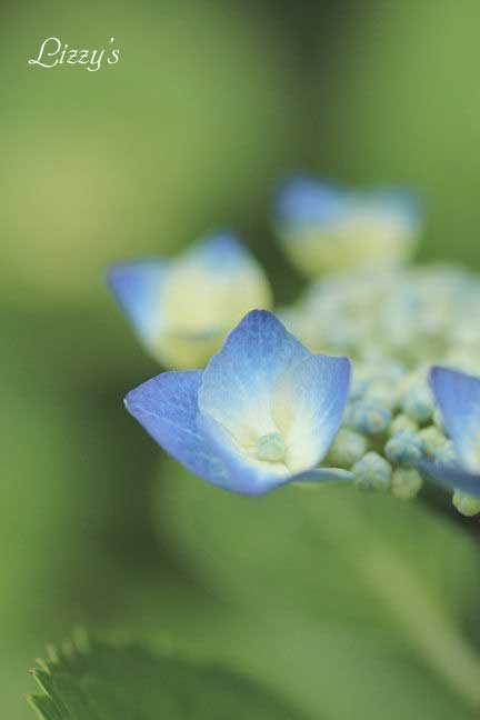 あぐりの紫陽花