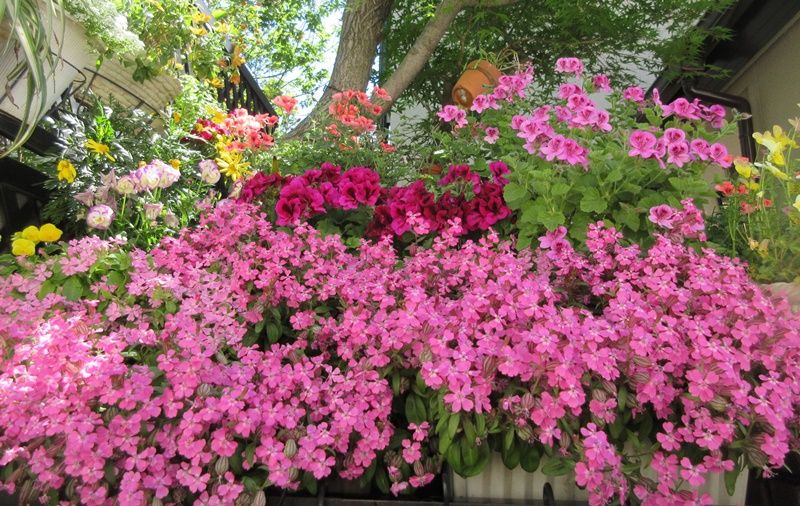 春はピンクガーデンにシレネペンジュラとシレネピンクパンサー2種類 狭い庭を花いっぱいにする育て方 楽天ブログ