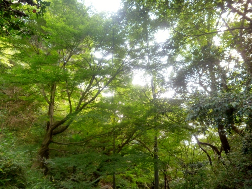 120 (500x375).jpg