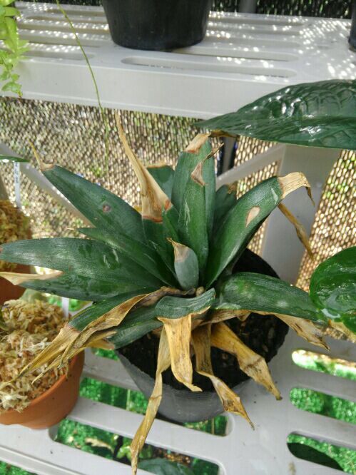 今、流行りの珍奇植物？ | 静岡で観葉植物農家を目指す！～岬ボタニカル～ - 楽天ブログ
