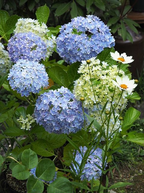 小さい系の嫌なアイツ現る 紫陽花最高 薔薇と光で遊んでみる ピーチヒルの薔薇日記 楽天ブログ