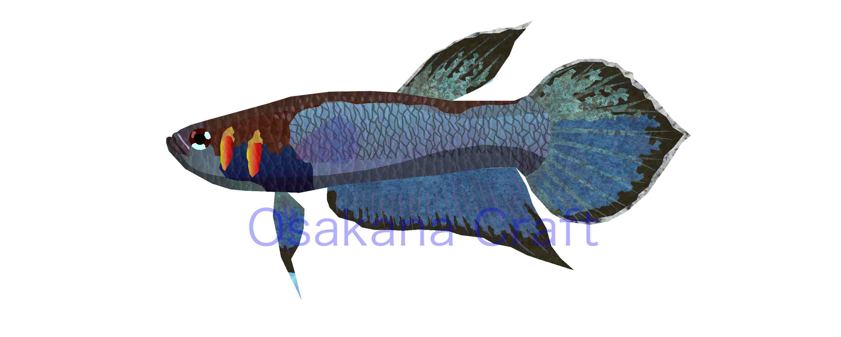 ワイルドベタ Betta Wild | Osakana Craft イラスト熱帯魚図鑑 - 楽天ブログ