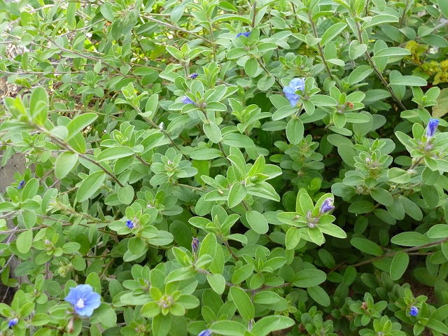 花壇１