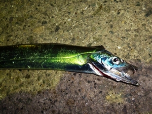 30日タチウオ