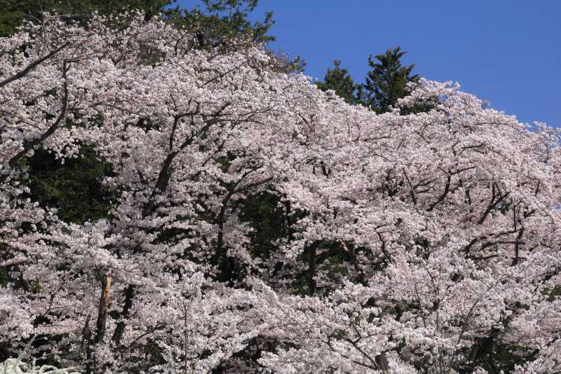 万博記念公園_005日本庭園の桜.jpg