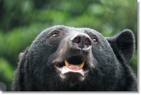 東京旅行-100 エゾヒグマ-2 13.10.5