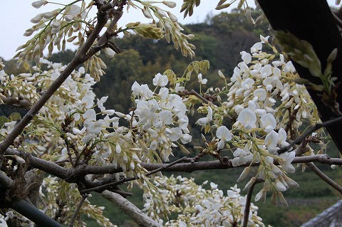 s-DSC_0040.jpg