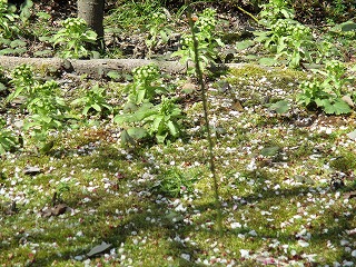 IMG_7347ss.jpg