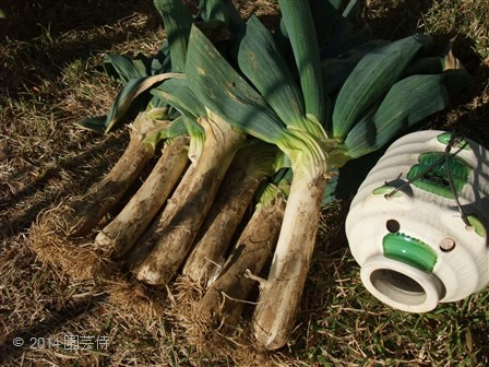 下仁田ネギ　20141213