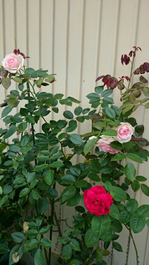 rblog-20160705172142-04.jpg