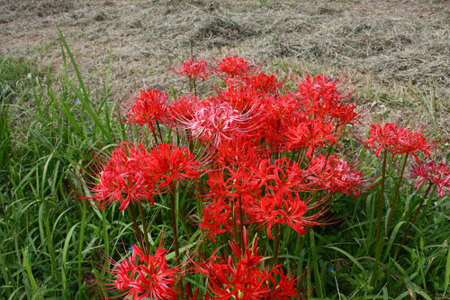 彼岸花　27.9.22-4_edited-1.jpg