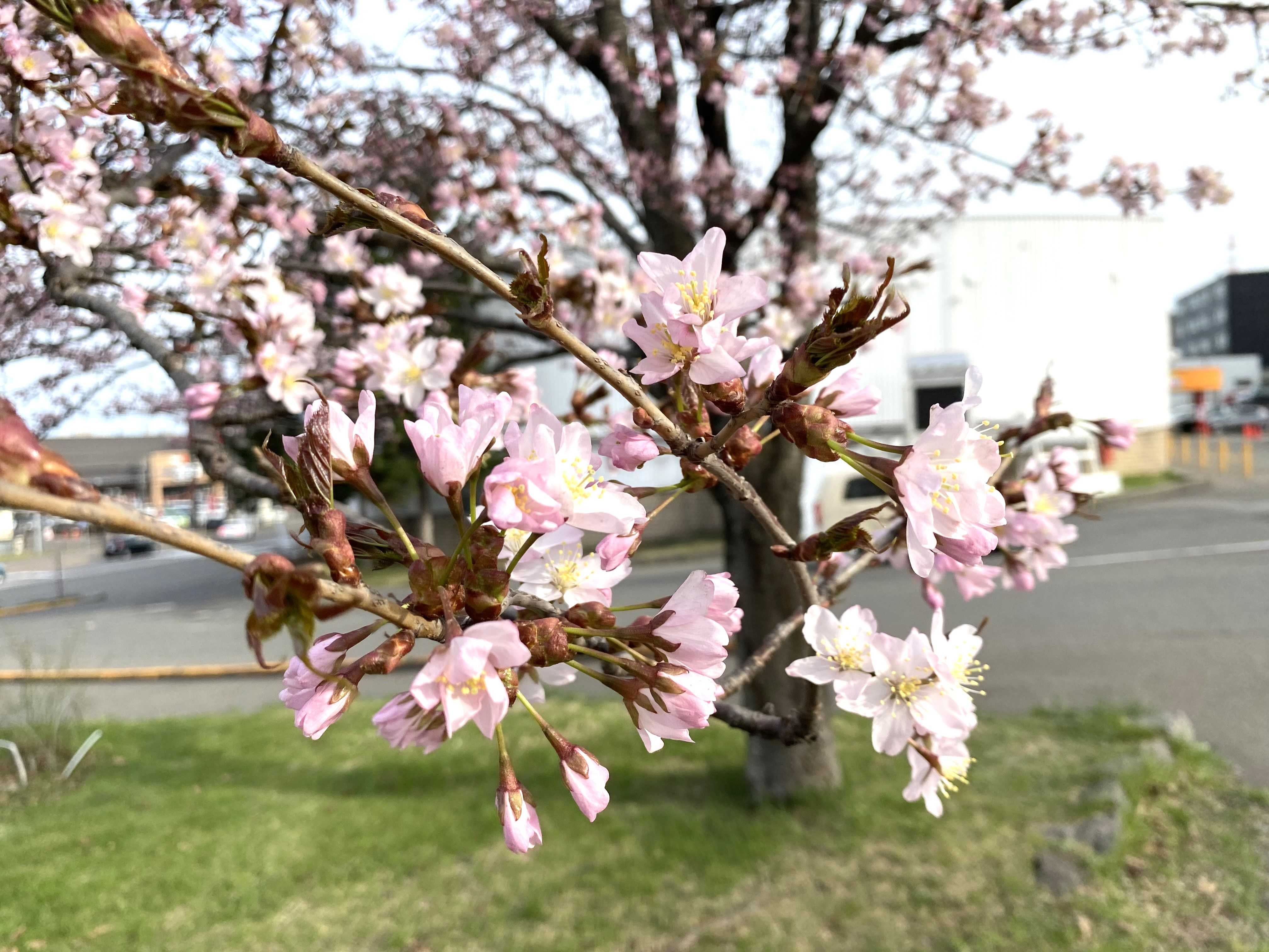 桜前線は史上最も早く北海道へ！ | ねこと一緒のおだやか生活 - 楽天ブログ