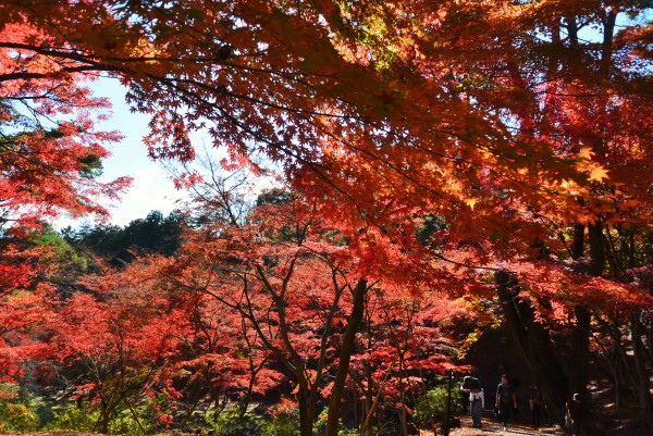 修善寺自然公園