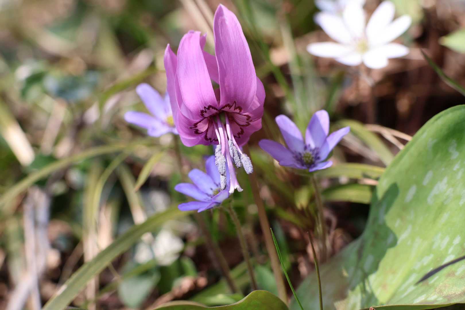 醍醐山と下部（しもべ）温泉