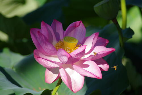 上野不忍池の蓮の花