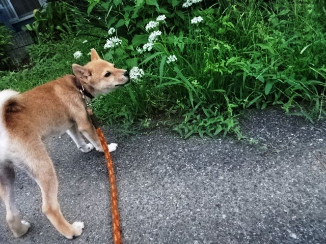 今日の獲物 柴犬 カイ と茶トラ にゃん のブログへようこそ 楽天ブログ
