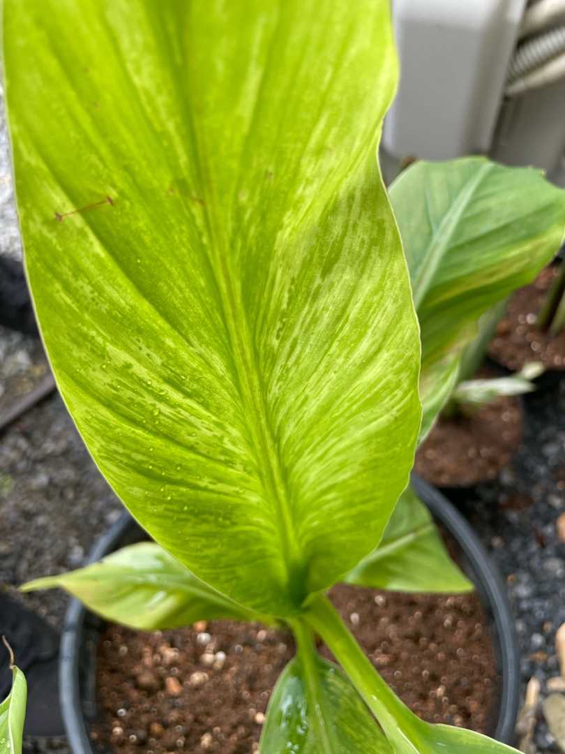 バショウ 斑入り これからの時代は熱帯果樹栽培 楽天ブログ