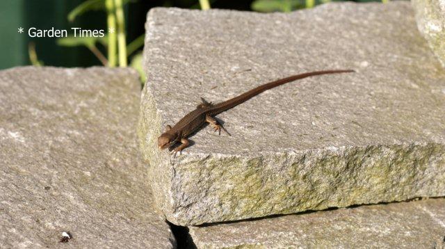 Takydromus tachydromoides