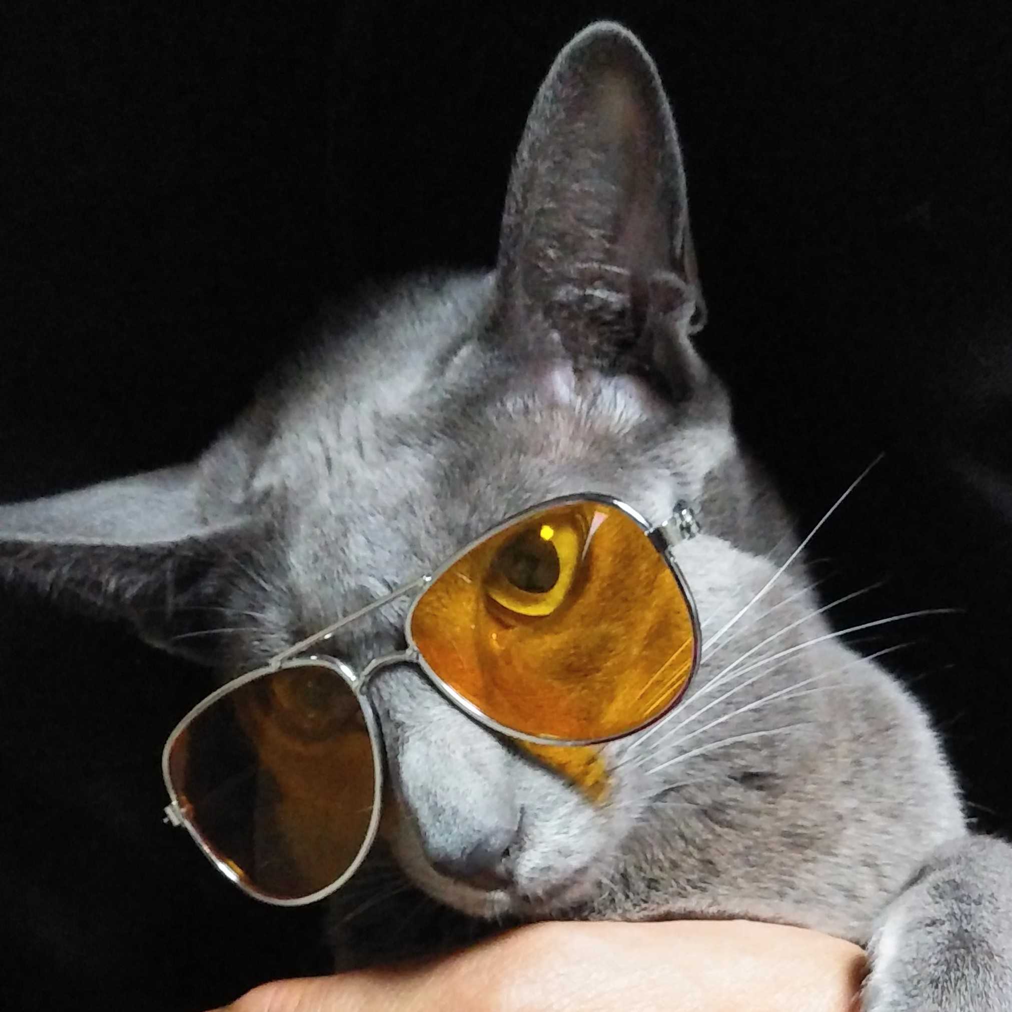 アニキ サングラス カッコイイ オリエンタルショートヘア 猫 過保護な猫飼い 楽天ブログ