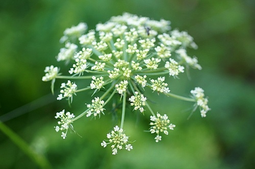 ニンジンの花