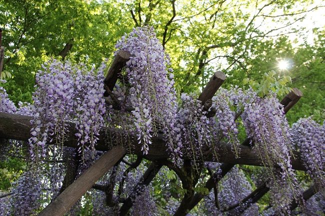 藤の季節 紫のゆかり 昼顔のつぶやき 楽天ブログ