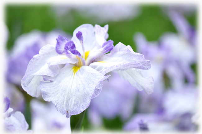 菖蒲１