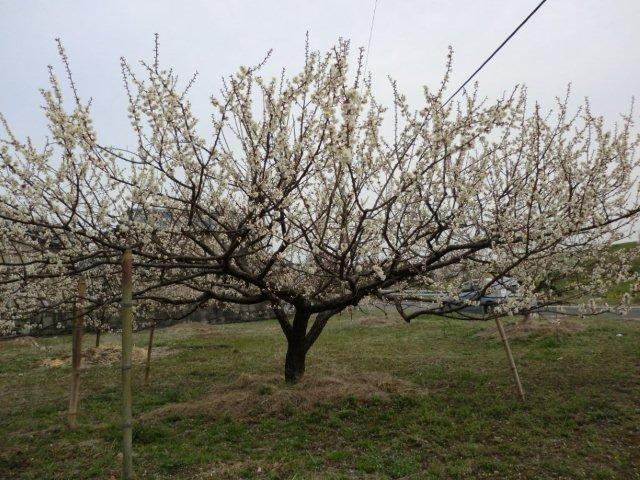 2012_0303_154227-CIMG0376.jpg