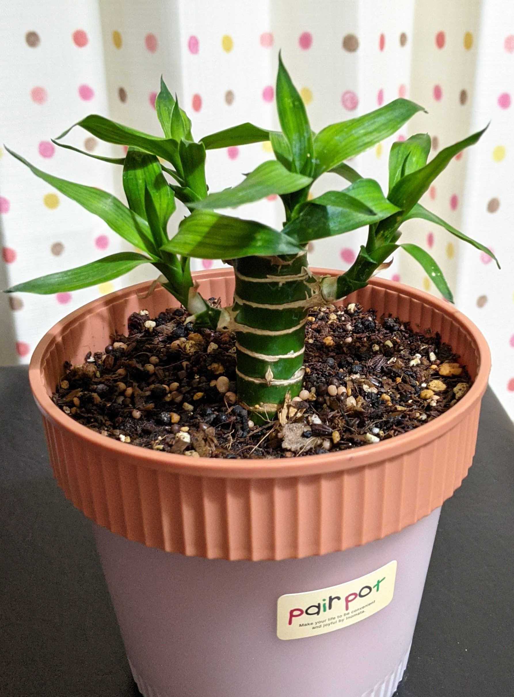 観葉植物に発生したコバエを何とかしたい その２ こんなブログが役に立つかは読んでみないと分からない アラフォーパパの雑記ブログ 楽天ブログ