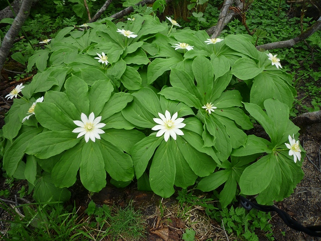 燧ケ岳花