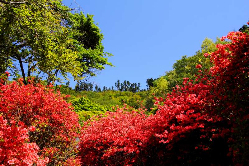 鳥見山_02.jpg