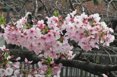 cherry