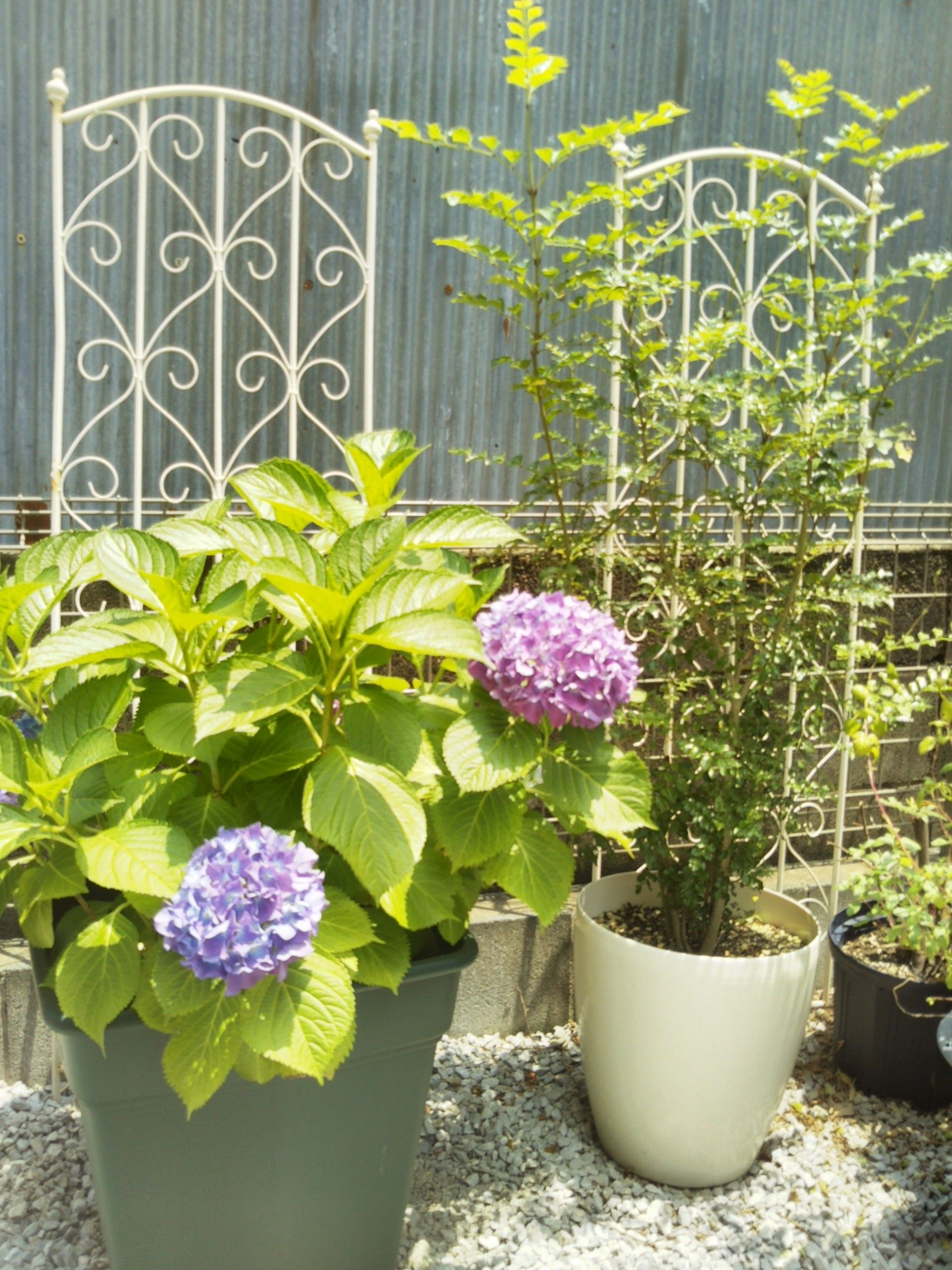 紫陽花 東京郊外の小さな庭でガーデニング 理想の庭への日々 楽天ブログ