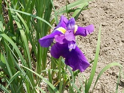 アヤメ