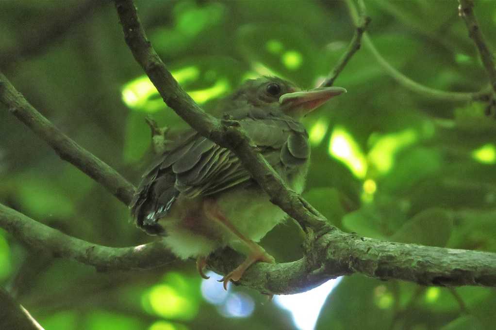 散歩での鳥 ヒヨドリ幼鳥 カワセミ コシアカツバメ コゲラ 庭での鳥 シジュウカラ スズメ メジロ 大分金太郎の花鳥蝶月 楽天ブログ