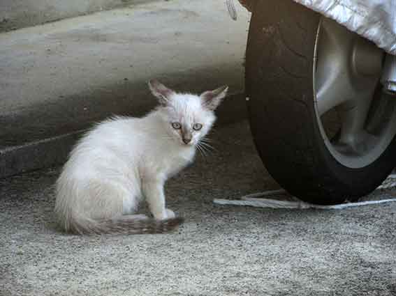 我が家のニャンコ♪2016/07/29-3