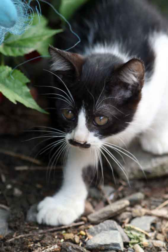 我が家のニャンコ♪2013/1/31-2