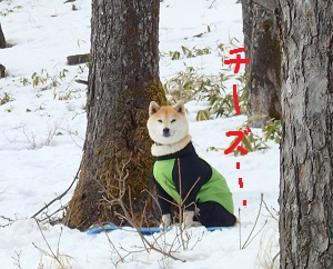 ti-zu