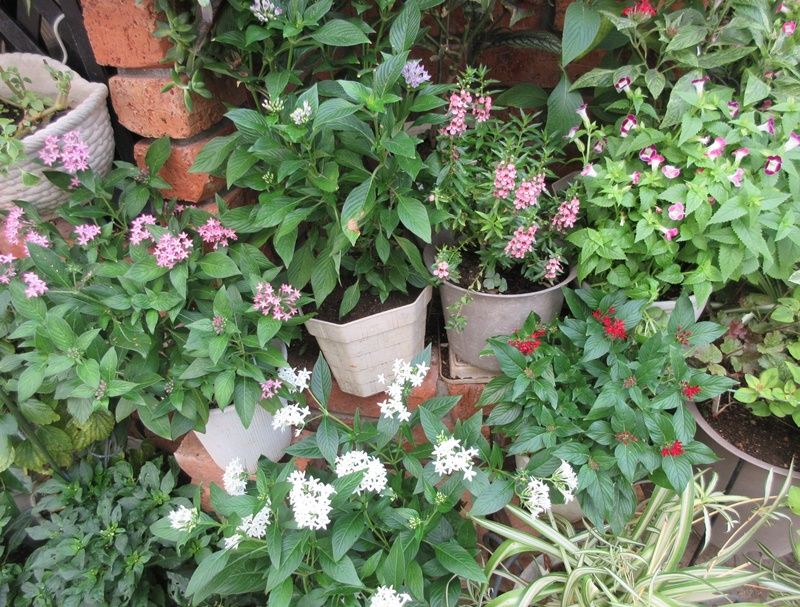 場所移動で再生不能なジニア 次はペンタス花壇に 狭い庭を花いっぱいにする育て方 楽天ブログ
