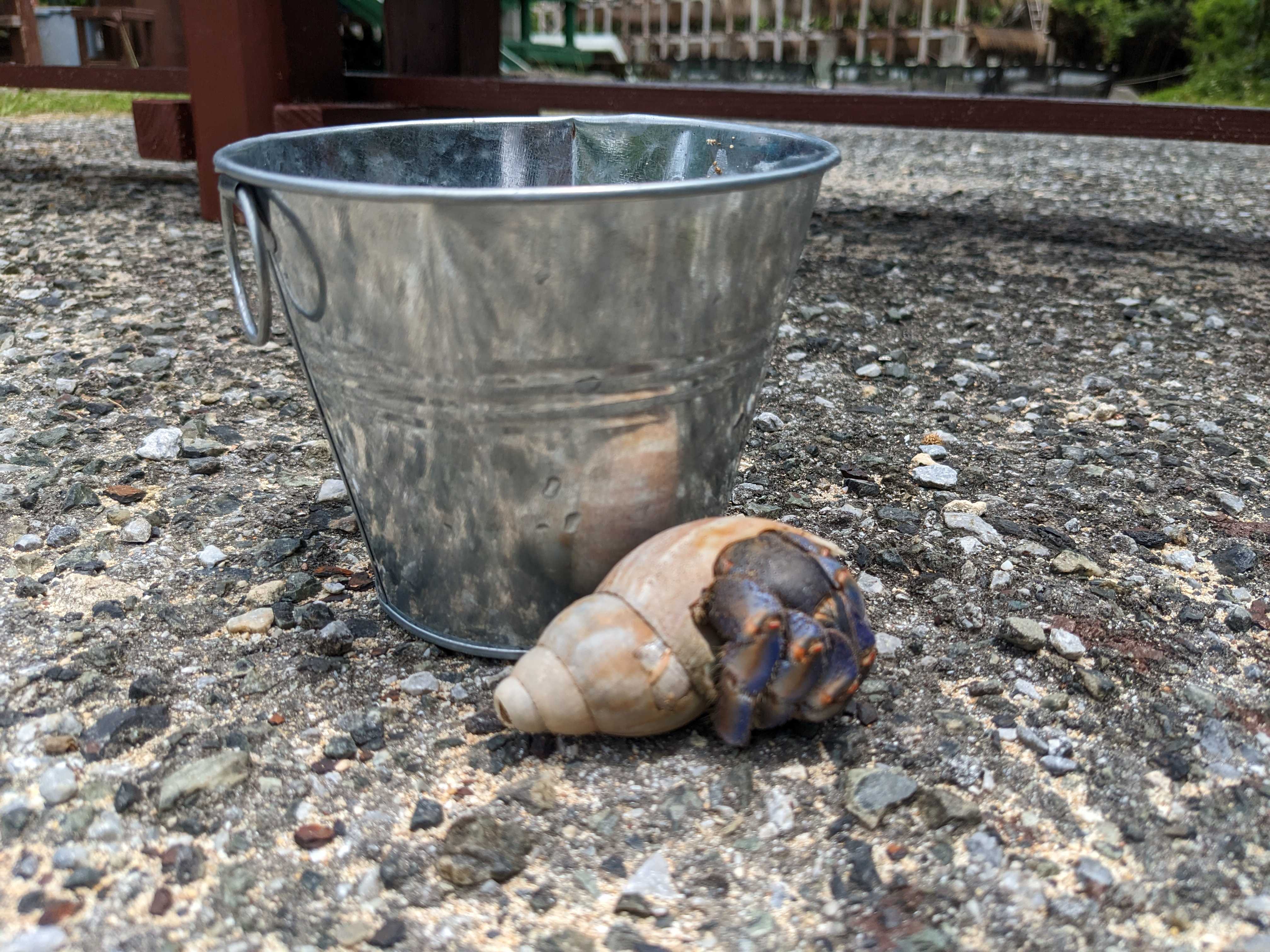 高江ビーチにいた大きなオカヤドカリ