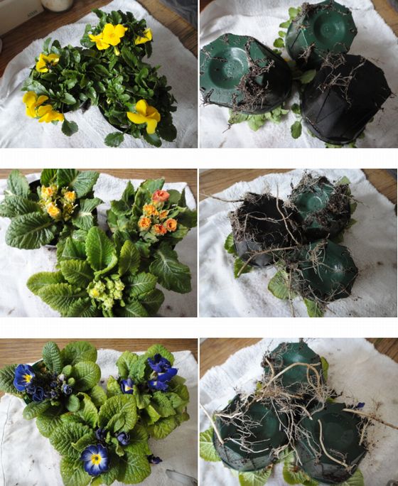 ビオラ・ポリアンサの冬越し苗