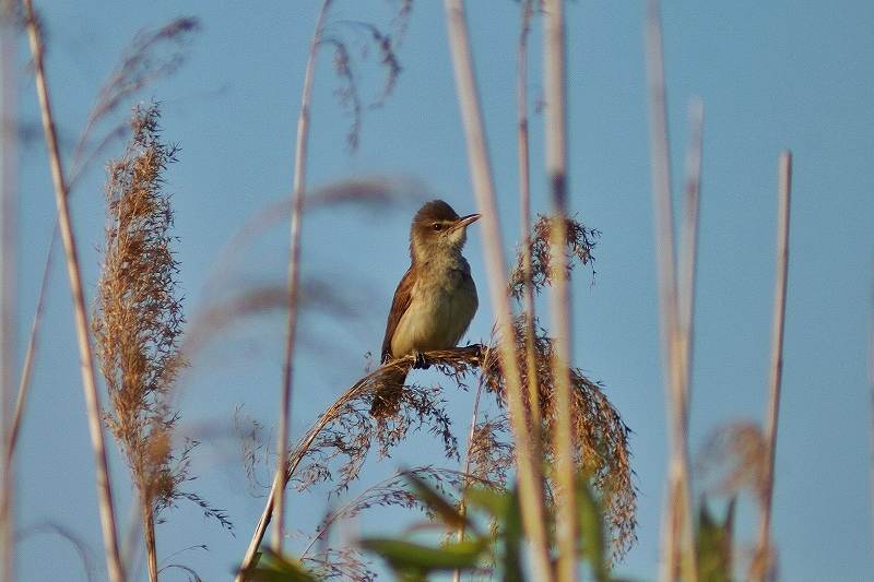 IMG_9993 (800x533).jpg