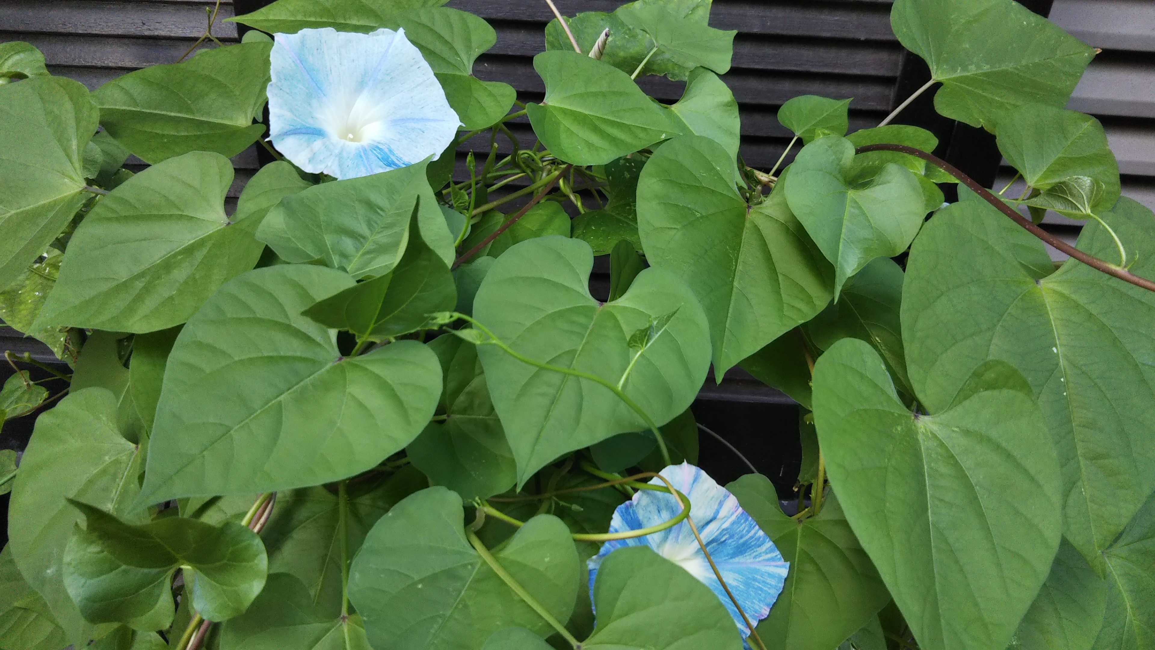 西洋朝顔久しぶりの開花 ツリージャーマンダー単独植えに シェードガーデンと猫 楽天ブログ